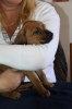 Caspian Puppy 085