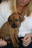 Caspian Puppy 086