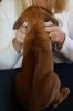 Caspian Puppy 093