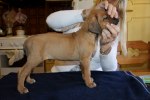 Caspian Puppy 094