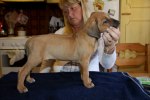 Caspian Puppy 095