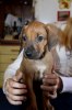 Caspian Puppy 099