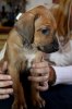 Caspian Puppy 101