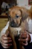 Caspian Puppy 103