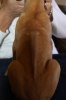 Caspian Puppy 109