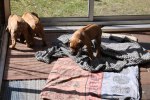Caspian Puppy 002