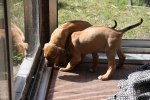 Caspian Puppy 003