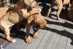 Caspian Puppy 007