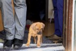 Caspian Puppy 010