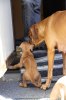 Caspian Puppy 011