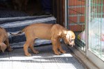 Caspian Puppy 012