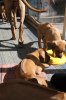 Caspian Puppy 016