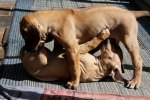 Caspian Puppy 024