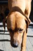 Caspian Puppy 027