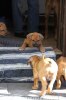 Caspian Puppy 030