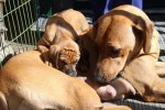 Caspian Puppy 033