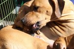 Caspian Puppy 035