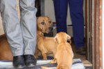 Caspian Puppy 039