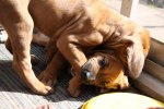 Caspian Puppy 049