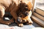 Caspian Puppy 050