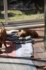 Caspian Puppy 069
