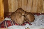 Caspian Puppy 110