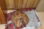 Caspian Puppy 112