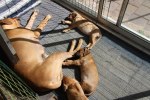 Caspian Puppy 301