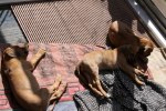 Caspian Puppy 302