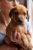 Caspian Puppy 402