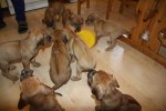Caspian Puppy 418