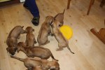 Caspian Puppy 423