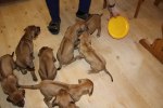 Caspian Puppy 424