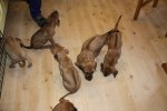 Caspian Puppy 426