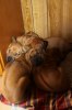 Caspian Puppy 428