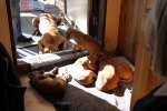 Caspian Puppy 437