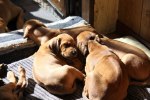 Caspian Puppy 439