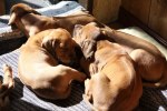 Caspian Puppy 440