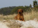 Cenna