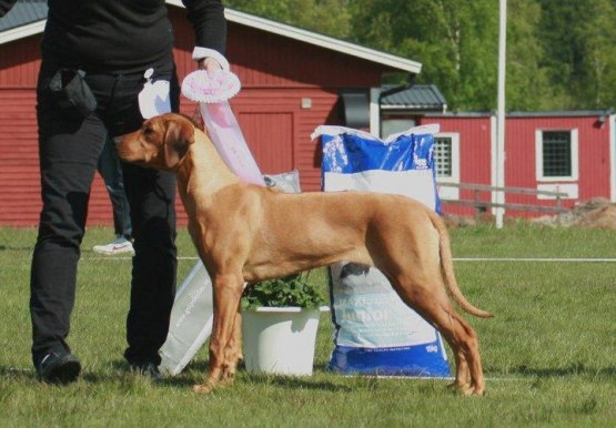 JAMBAS DOTTER FINA