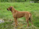 Cenna