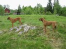 Enzi och Cenna