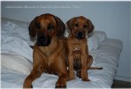 Ghali Golden Brunette & Ghali Excellent Jade