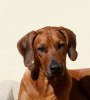 Ghali Golden Blue Bell