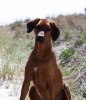 1105 Safir Falsterbo