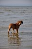 Lily at the beach
