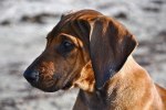 DSC_0242[1]
