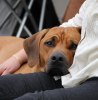 Chimme 2011 07 4536