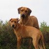 Cenna och Vilja 8619