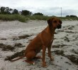 Enzi at the beach in Falsterbo